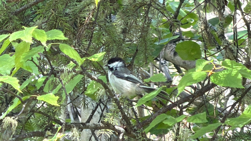 Black-capped Chickadee