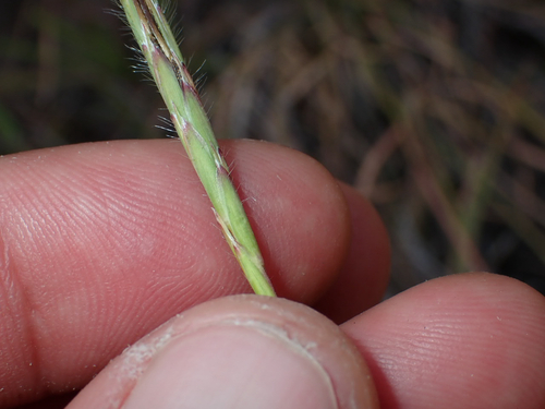 Heteropogon contortus observed 2026-06-27