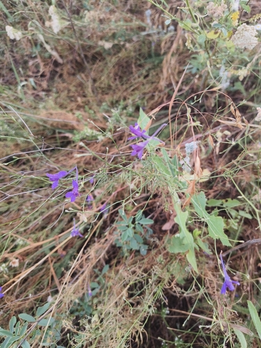 Forking Larkspur