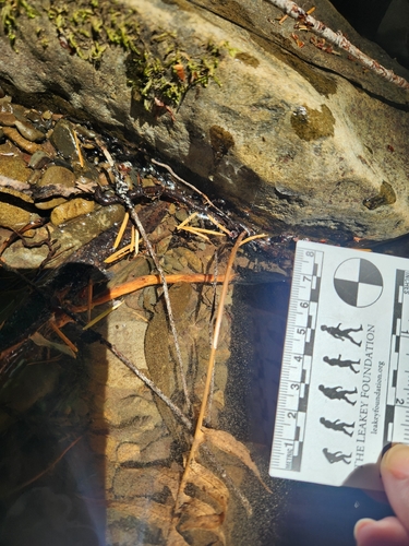 iNaturalist observation photo of Pacific Giant Salamander