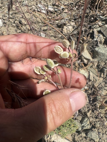 Lomatium foeniculaceum observed 2026-06-27