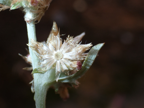 Pseudognaphalium sandwicensium observed 2026-06-27