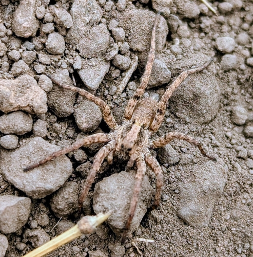 iNaturalist observation photo of Fox Spiders