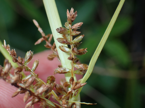 Cyperus hillebrandii observed 2026-06-27