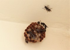 Mischocyttarus cassununga