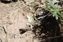 Montiopsis gilliesii, photograph (c) Bruno Alzugaray, some rights reserved (CC BY-SA)