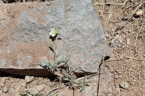 Montiopsis gilliesii, photograph 4