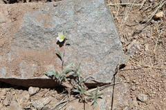 Montiopsis gilliesii, photograph (c) Bruno Alzugaray, some rights reserved (CC BY-SA)