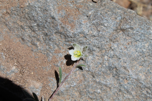 Montiopsis gilliesii, photograph 3