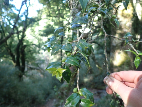 Ilex bioritsensis