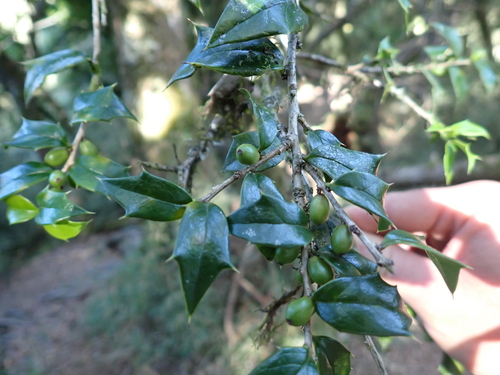 Ilex bioritsensis, photograph 1