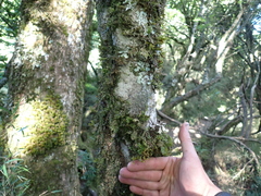 Ilex bioritsensis, photograph (c) crothfels, some rights reserved (CC BY)