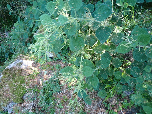Urtica thunbergiana, photograph 3