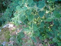 Urtica thunbergiana, photograph (c) crothfels, some rights reserved (CC BY)