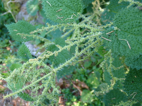 Urtica thunbergiana, photograph 4