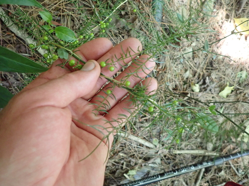 Asparagus cochinchinensis, photograph 6