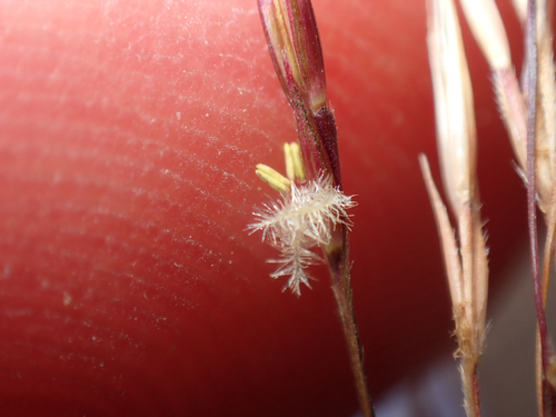 Chrysopogon aciculatus observed 2026-06-27