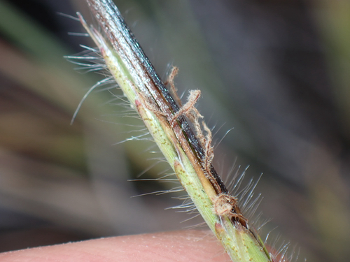 Heteropogon contortus observed 2026-06-27