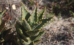 Aloe distans