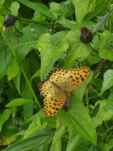 Tropical Fritillary