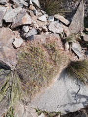 Maihueniopsis glomerata