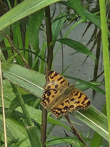 Asian Comma