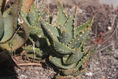 Aloe distans
