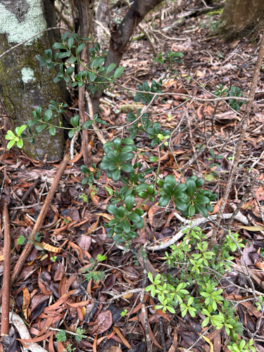 Myrsine alyxifolia observed 2025-06-02