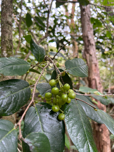 Antidesma platyphyllum observed 2025-06-02