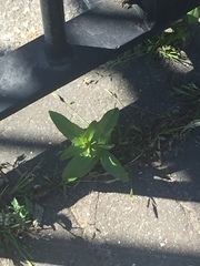 Solanum chenopodioides