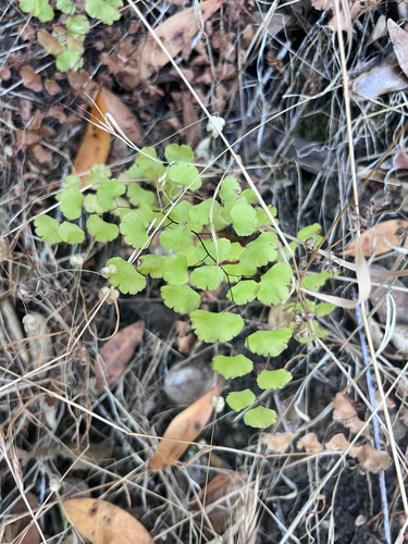 Adiantum jordanii, photograph 6