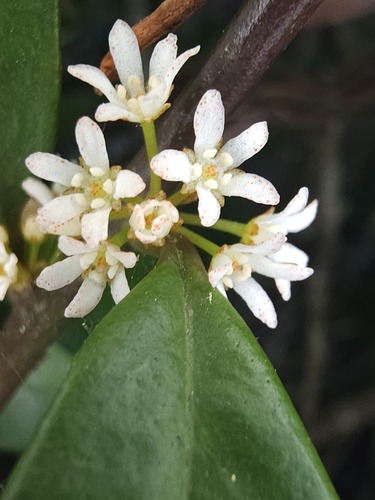 Myrsine stolonifera observed 2026-06-24
