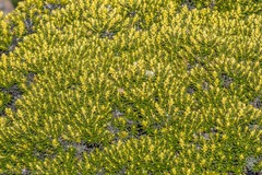 Ozothamnus ledifolius