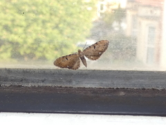 Eupithecia assimilata