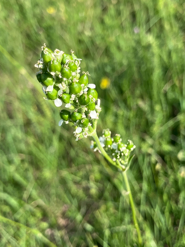 Silene sendtneri, photograph 6