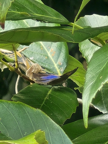Japanese Oakblue