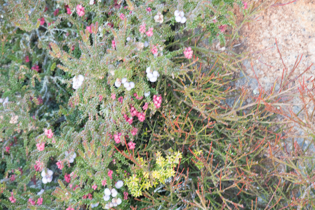 Trochocarpa thymifolia; photograph author not stated, no rights reserved