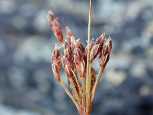 Bulbostylis capillaris observed 2026-06-27