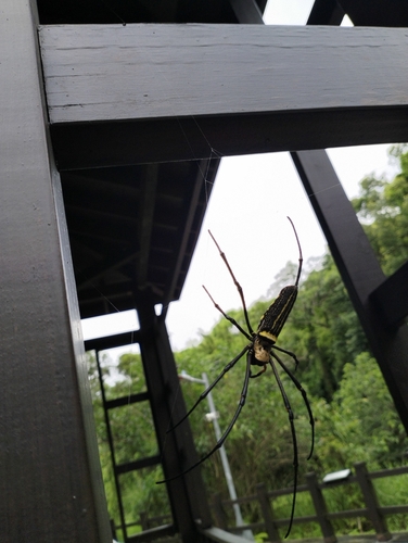 Giant Golden Orbweaver