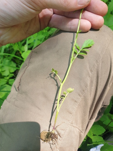 Cardamine pensylvanica, photograph 4