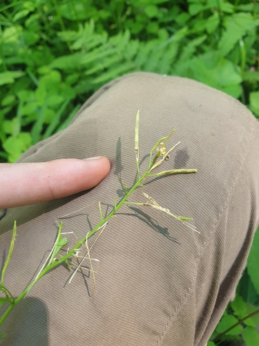 Cardamine pensylvanica, photograph 5