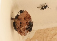 Mischocyttarus cassununga