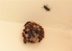 Mischocyttarus cassununga