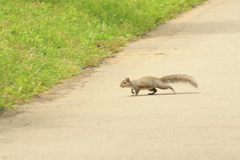 Sciurus carolinensis