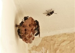 Mischocyttarus cassununga