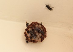 Mischocyttarus cassununga