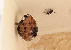 Mischocyttarus cassununga