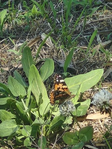Painted Lady