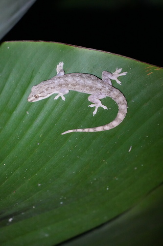 Asian House Gecko