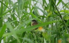 Prinia flaviventris sonitans